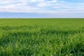 YoungÃÂ Wheat,ÃÂ GreenÃÂ WheatÃÂ SeedlingsÃÂ growing in a field Royalty Free Stock Photo